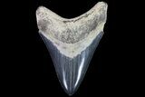Serrated, Megalodon Tooth - Georgia #72828-1